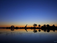 Жираф на Озере Чад