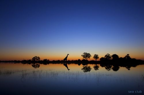 Жираф на Озере Чад