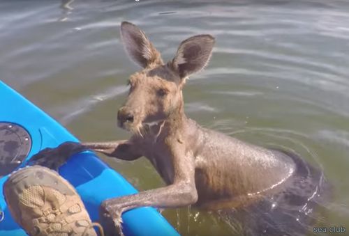 Кенгуру в воде